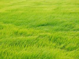 de groene rijstvelden zwaaien in de wind op de achtergrond. foto