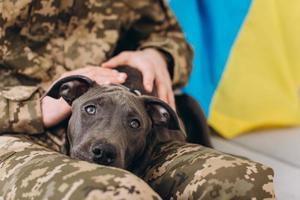 een Oekraïense soldaat in militair uniform zit op een bank met zijn trouwe vriend, een amstaff-hond, op de gele en blauwe vlag als achtergrond. foto