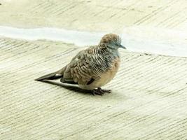 baby zebraduif slaapt op de grond foto