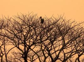 Aziatische openbill staat op de droge boom foto