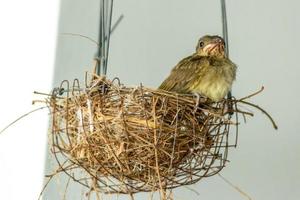 babyvogel in het nest foto