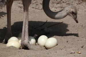 struisvogel (struthio camelus) inspecteert zijn eieren in het nest. foto