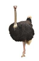 struisvogel geïsoleerd foto