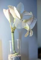 plastic bloemen in glazen potten, tafelaccessoires foto