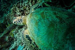 groene zeeschildpad die in derawan, kalimantan, Indonesië onderwater rusten