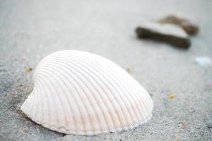 close-up witte zeeschelp op het zand op het strand. foto