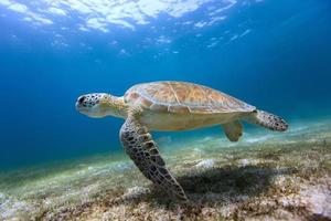 karetschildpad zeeschildpad foto