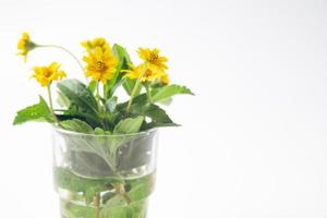 gele bloemen in een glazen vaas foto