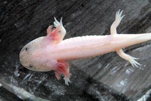 axolotl foto
