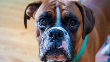 fawn boxer hond gezicht close-up - lieve ogen, reikhalzend uitkijkend naar een snack foto