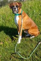 fawn boxer volwassen hond op gras y hilside foto