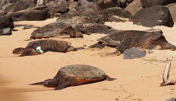 zeeschildpadden op het strand in hawaï foto