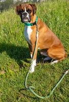 fawn boxer volwassen hond op gras y hilside foto