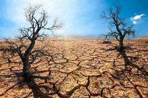 bomen sterven in een dor land vanwege de opwarming van de aarde. foto