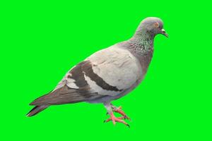 duif op gekleurde achtergrond met uitknippad foto