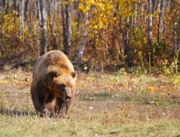 kamchatka bruine beer aan een ketting in het bos foto