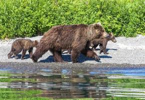 bruine beren op het schiereiland Kamtsjatka foto