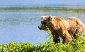 bruine beren op het schiereiland Kamtsjatka foto