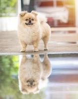 schattige puppy's Pommeren gemengd ras pekingese hond staande op de vloer met water en reflectie foto