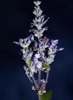 bloem bloesem salvia divinorum familie lamiaceae close-up botanisch achtergrond hoge kwaliteit groot formaat print home decor landbouw psychoactieve bloemen foto