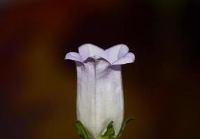 bloem bloesem close up campanula medium familie campanulaceae hoge kwaliteit groot formaat prints winkel muur posters home decor natuurlijke planten foto