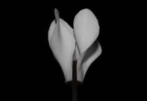 witte bloem bloesem close-up achtergrond cyclamen hederifolium familie primulaceae hoge kwaliteit groot formaat prints foto