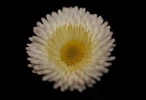 close-up witte bloem bloesem bellis perennis l. familie compositae moderne botanische achtergrond hoge kwaliteit groot formaat prints foto