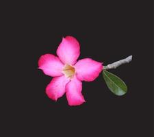 frangipanibloem met zwarte achtergrond foto
