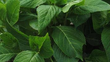 groene bladeren textuur achtergrond. natuurlijke achtergrond en behang foto