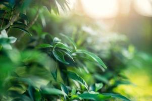 prachtige natuur groene bladeren op onscherpe groene achtergrond foto