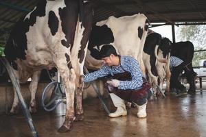 mannelijke boer die zijn vee en de kwaliteit van melk in de melkveehouderij controleert. Landbouwindustrie, landbouw en veeteeltconcept, koe op melkveebedrijf die hooi eet, koeienstal. foto