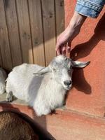 een man aait een witte geit. schattig jong dier. mens en natuur foto