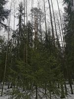 lente in pavlovsky park witte sneeuw en koude bomen foto