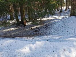 lente in pavlovsky park witte sneeuw en koude bomen foto