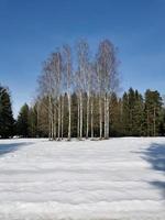 lente in pavlovsky park witte sneeuw en koude bomen foto