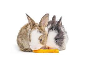 schattige twee konijntjes of konijnen die wortel eten op geïsoleerde witte achtergrond met uitknippad. het zijn kleine zoogdieren in de familie leporidae van de orde lagomorpha foto