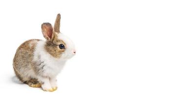 bruin en wit konijn dier of klein konijntje pasen zit en grappig gelukkig dier heeft een witte geïsoleerde achtergrond met uitknippad foto
