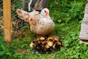 Barbarijse eend met jonge eendjes buiten, moeder broedeend geeft om haar kroost foto