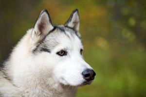 Siberische husky portret close-up, Siberische husky gezicht, husky hond snuit portret sledehondenras foto