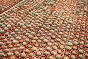 verschillende soorten mooie cactusmarkt of cactusboerderij - miniatuur cactuspot versieren in de tuin foto