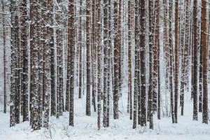 prachtig winterbos. stammen van bomen bedekt met sneeuw. winters landschap. witte sneeuw bedekt grond en bomen. majestueuze sfeer. sneeuw natuur. buitenopname foto