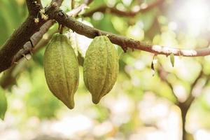 cacaoboom met cacaopeulen in een biologische boerderij. foto