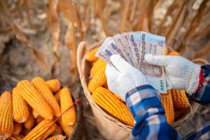 maisboeren houden Thaise bankbiljetten vast ter waarde van 5.000 baht die mensen van de overheid krijgen. foto