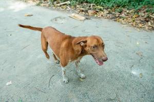 portret van een kleine bruine hond buiten in een buurt met een persoon in de buurt foto