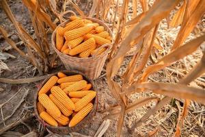 maïs geplaatst in een mand boer oogstconcept van maïs planten foto