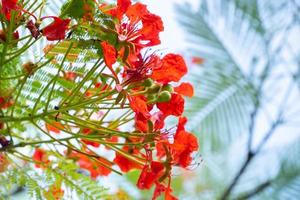 rode flamboyante bloemen in het wild foto