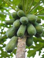 papaya holland groene fruitboom in de tuin foto