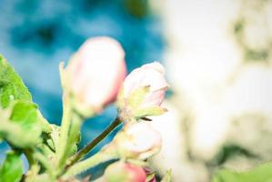 verse mooie bloemen van de appelboom. foto