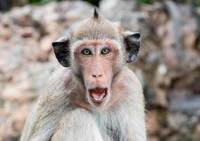 aap met zwarte oren open mond om te dreigen. apenpokken uitbraak concept. Monkeypox wordt veroorzaakt door het Monkeypox-virus. Monkeypox is een virale zoönotische ziekte. virus dat door dieren op de mens wordt overgedragen. foto