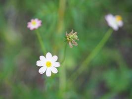 roze bloem kosmos caudatus, wilde kosmos, ulam raja, koning van salade vers bloeiend in tuin groene bladeren plantaardig voedsel achtergrond foto